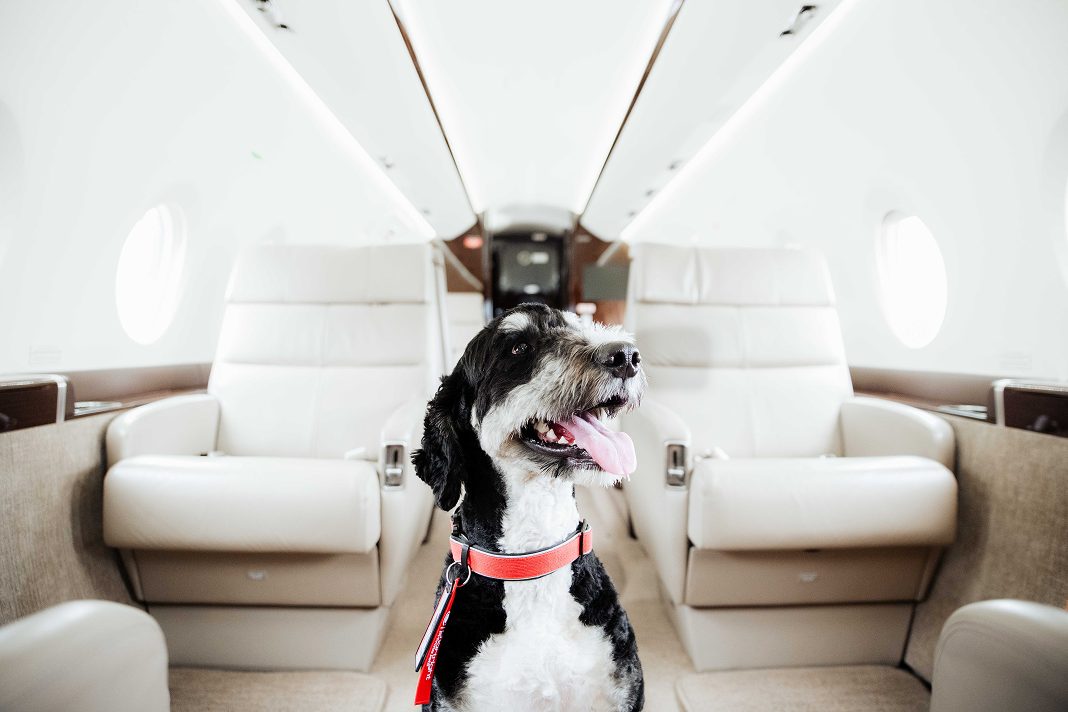 Cane di taglia grande che viaggia nella cabina di un jet privato