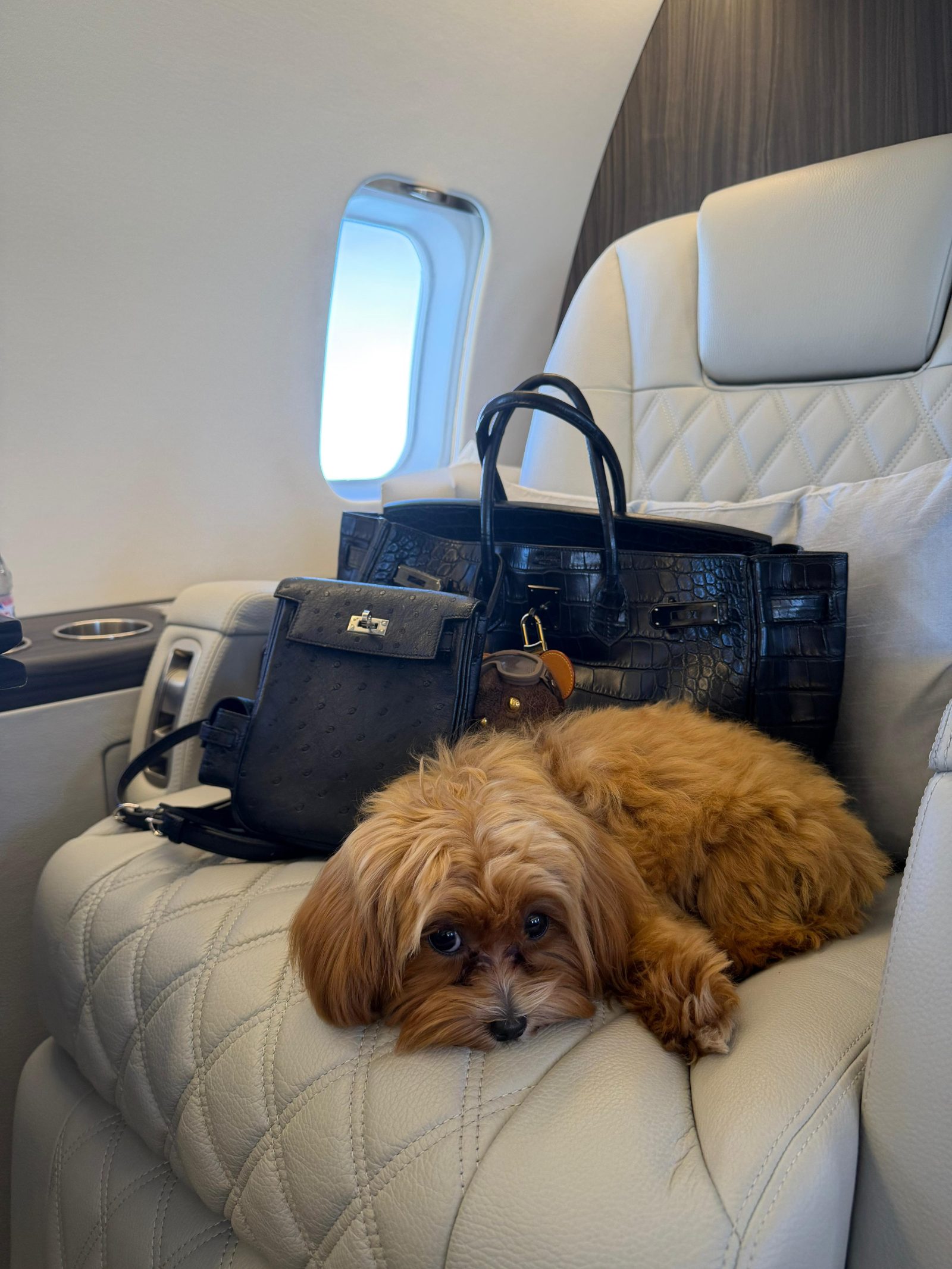     Dog passenger enjoying private jet cabin travel