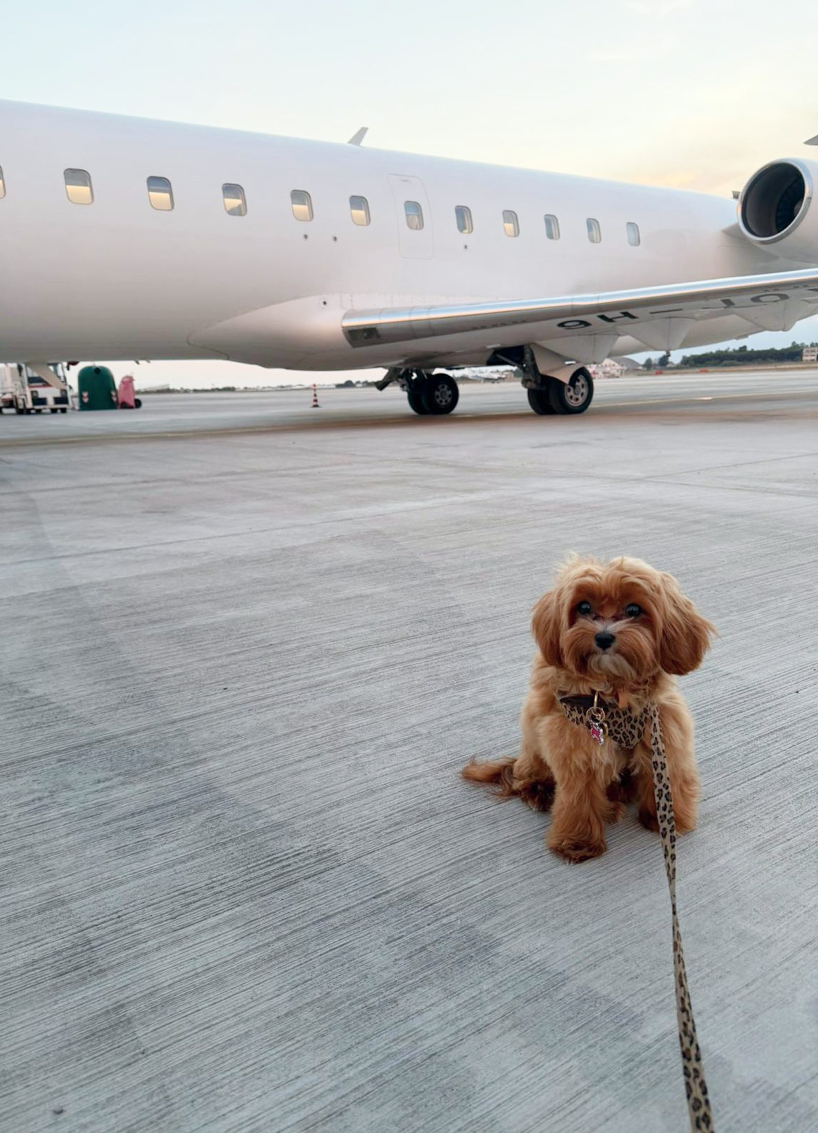     Pet-friendly private jet travel with a dog on board