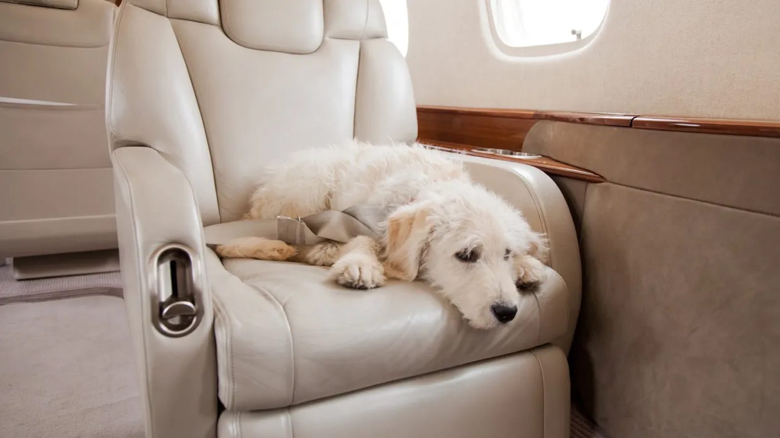 Cane che viaggia nella cabina di un jet privato