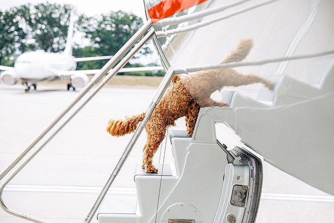 Cane che sale a bordo di un jet privato