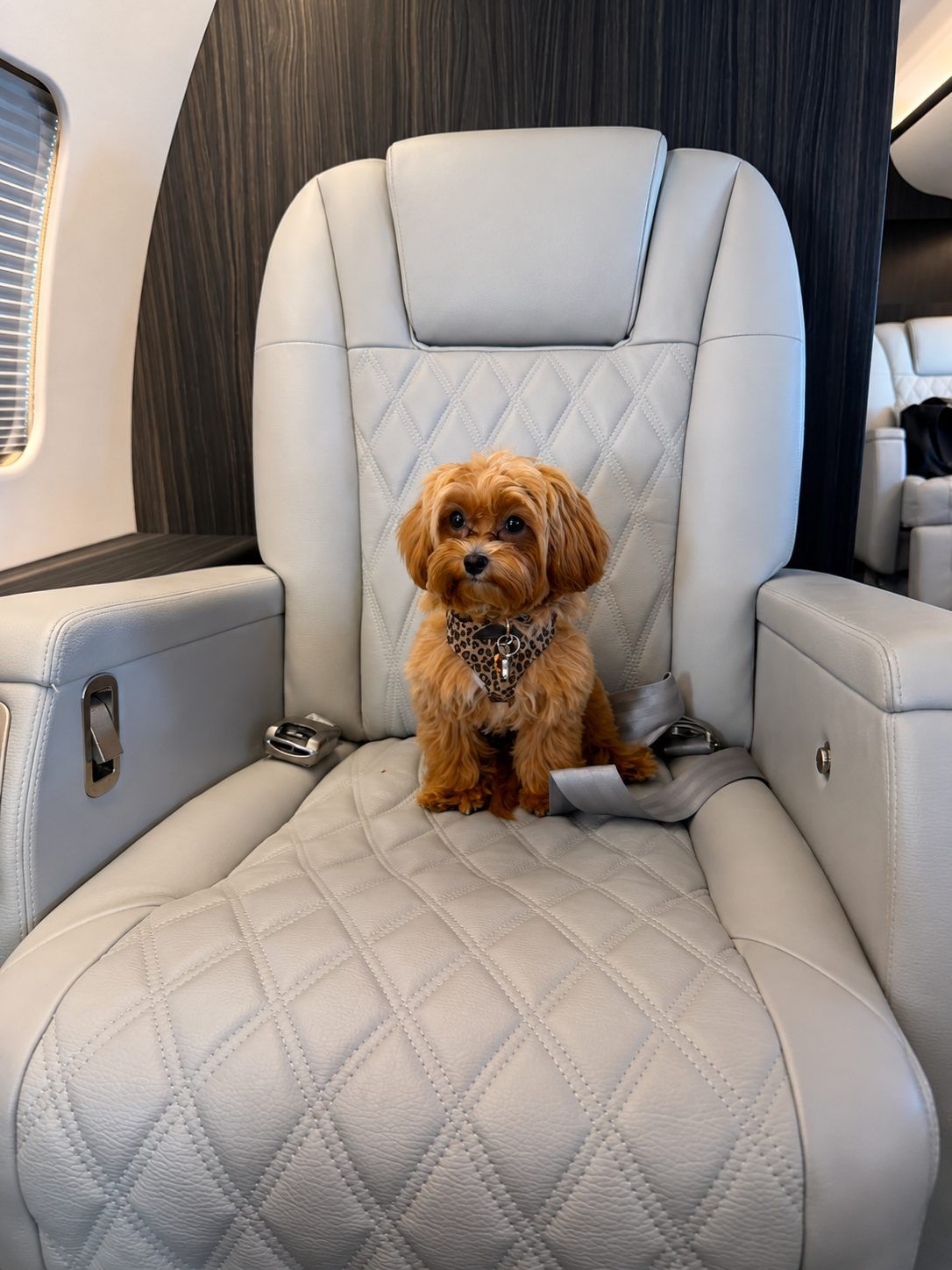 Small dog sitting on a private jet's quilted leather seat